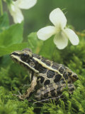 Pickerel Frog (Rana Palustris), North America