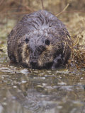 A Beaver on the Shoreline (Castor Canadensis), North America