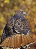 Red-Tailed Hawk, Buteo Jamaicensis, Perched While Hunting and Showing its Red Tail Feathers