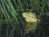 Green Frog, Rana Clamitans, North America