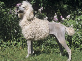 Standard Poodle, White, Variety of Domestic Dog