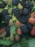 Ripe and Ripening Blackberries Thorn Free Variety, Rubus, North America