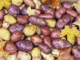 Buy Heirloom Potato Varieties at AllPosters.com