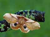 Saturnid Moth (Caligula Japonica) Female with Open Wings Showing its Eyespots