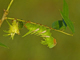 Moth Caterpillar on an Eaten Leaf (Adeloneivaia Jason), Fifth Instar. Ecuador