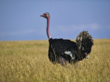 Male Ostrich in Breeding Plumage, Masai Mara Game Reserve, Kenya