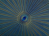 Close Up of a Marine Diatom Skeleton (Arachnodiscus)
