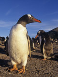 Gentoo Penguin, Pygoscelis Papua, Falkland Islands