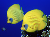 Buy Masked Butterflyfish Egypt, Africa, Red Sea at AllPosters.com