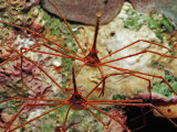 Two Spider Hermit Crabs, Stenorhynchus Seticornis, Netherlands Antilles, Bonaire, Caribbean Sea
