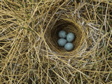 Red-Winged Blackbird Nest with Four Eggs in a Marsh, Agelaius Phoeniceus, North America