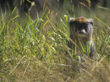 Patas Monkey in Grasses, Erythrocebus Patas, East Africa
