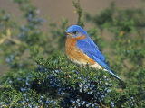 Male Eastern Bluebird (Sialia Sialis) on Juniper, North America. Missouri State Bird