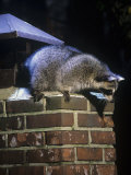 Raccoon (Procyon Lotor) Exploring a Chimney on a House, North America