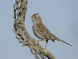 White-Crowned Sparrow Immature on a Cholla Cactus Skeleton (Zonotrichia Leucophrys), Arizona, USA
