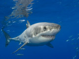 Great White Shark (Carcharodon Carcharias), Guadalupe Island, Mexico