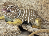 An Adult Baja Collared Lizard, Crotaphytus, in Breeding Coloration