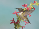 Ruby-Throated Hummingbird, Archilochus Colubris, Male, Eastern North America