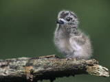 White Tern Downy Young, Gygis Alba, Midway Atoll National Wildlife Refuge, USA