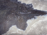 Ichthyosaur Fossil - Fish Lizard (Stenopterygius Quadricissus) Jurassic Period 185 M.Y.A Germany Photographic Print