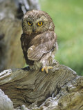 Northern Saw-Whet Owl, Aegolius Acadius, North America
