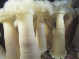 White-Plume Sea Anemones, Metridium Giganteum, California, USA