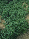 Western Poison Ivy Leaves, Toxicodendron Rydbergii, Western North America