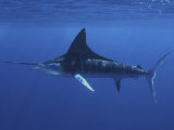 Buy A Striped Marlin (Tetrapturus Audax), Magdalena Bay, Baja California, Mexico at AllPosters.com