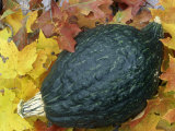 Buy Winter Hubbard Green Squash, 'Improved Green' at AllPosters.com