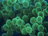 Ragweed Pollen, Ambrosia Psilostachya