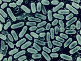 Listeria Monocytogenes Bacteria Cause Food Poisoning and Can Grow at Refrigerator Temperatures