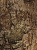 Gray Treefrog, Hyla Versicolor, Camouflaged on Tree Bark. Eastern USA