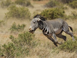 Grevy??S Zebra Running, Samburu Game Reserve, Kenya, Equus Grevyi