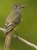 Great Crested Flycatcher, Myiarchus Crinitus, North America
