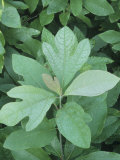 Sassafras Tree Leaves, Sassafras Albidum, Eastern North America