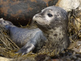 Close-Up of a Harbor Seal Pup Resting Among Seaweeds on Shore, Phoca Vitulina, North America