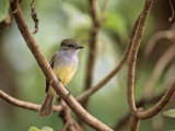 Galapagos Flycatcher, Myriarchus Magnirostris, Galapagos Islands, Ecuador