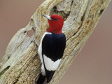 Red-Headed Woodpecker (Melanerpes Erythrocephalus), Eastern USA