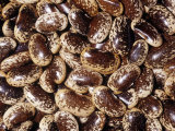 Buy Painted Lady Runner Beans (Phaseolus Coccineus). Native to Central America at AllPosters.com
