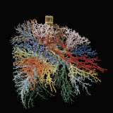 Buy Resin Cast of Lungs, Bronchial Tree at AllPosters.com