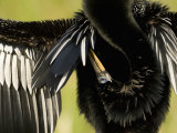 Close-Up of an Anhinga Grooming While Drying its Wings, Anhinga Anhinga, Florida, USA