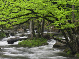 Mountain Stream in Spring, Great Smoky Mountains N.P. TN