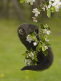Buy Fisher, Martes Pennanti, Juvenile Hanging from a Flowering Tree Branch, North America at AllPosters.com