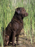 Chesapeake Bay Retriever Sitting by Reeds