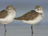 Western Sandpipers in Winter Plumage Sleeping, Calidris Mauri, North America