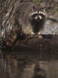 Raccoon, Procyon Lotor, Eating a Trout Caught in a Forest Stream, North America