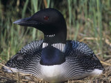 Common Loon on its Nest, Gavia Immer, North America