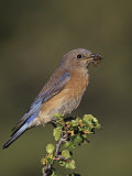 Female Western Bluebird, Sialia Mexicana, with an Insect in its Bill, North America