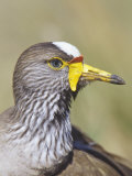 Wattled Plover Head, Vanellus Senegallus, Kenya, Africa