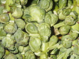 Buy Brussels Sprouts on Stalks (Brassica Oleracea Gemmifera) Developed in Brussels, Belgium at AllPosters.com